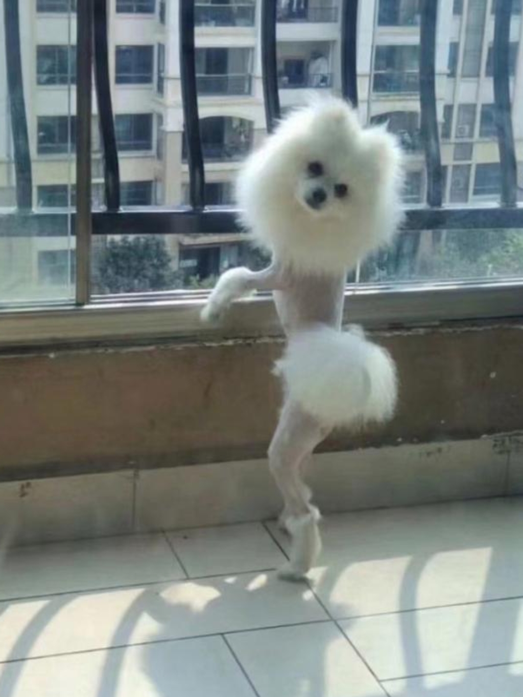 宠物美容师把我家小比熊犬剪成这样,气死我了!