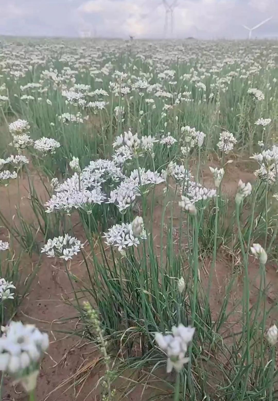 没想到大草原上的韭菜花这么多,摘来回家炒应该可以吃?
