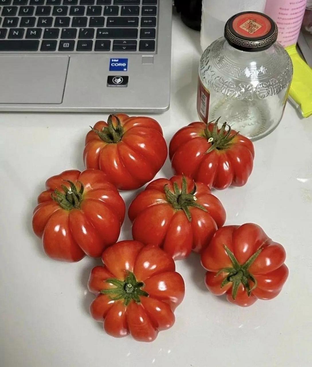 灯笼番茄的品种图片
