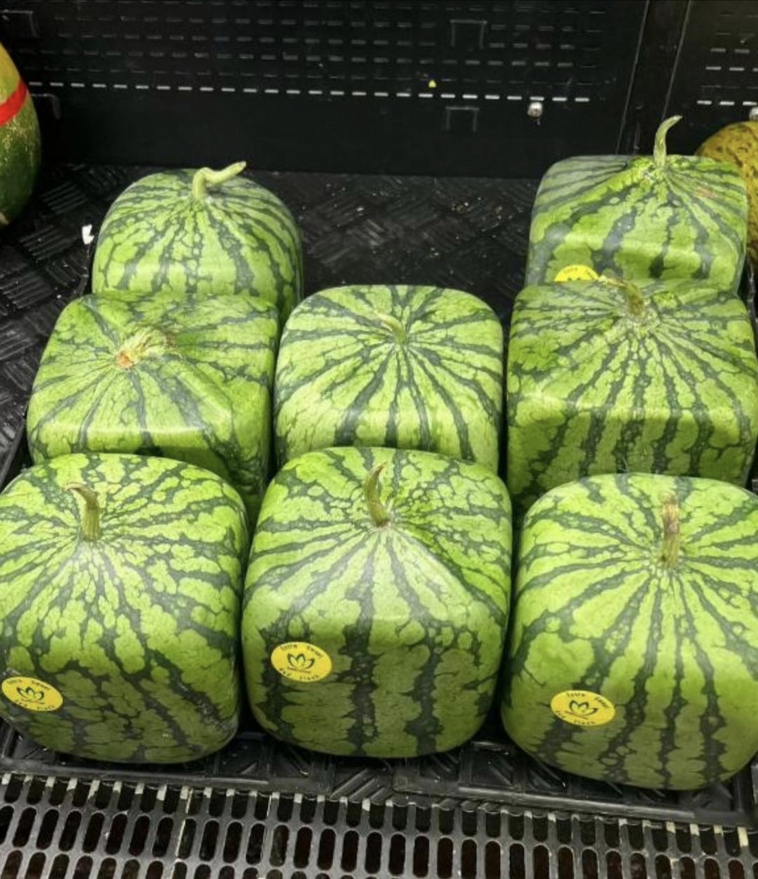第一次买超级独特的方形西瓜,这样的西瓜究竟是怎样种出来的嘞?