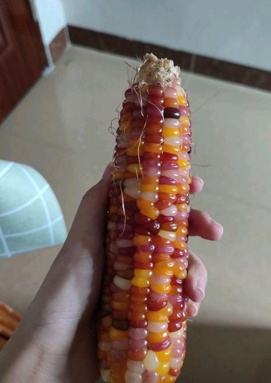 这种彩色玉米应该很好吃