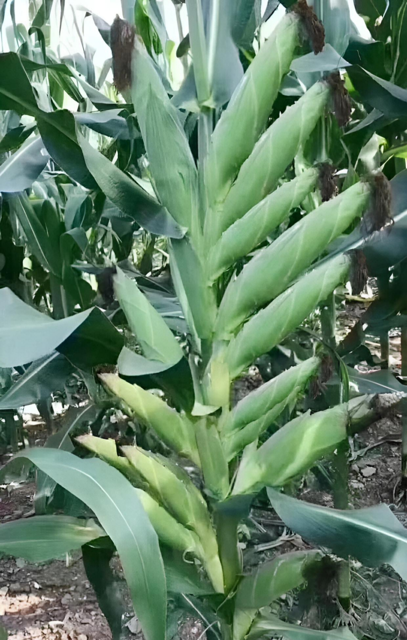 这是高科技把芝麻基因转到玉米上了[笑哭]你们信吗?反正我信