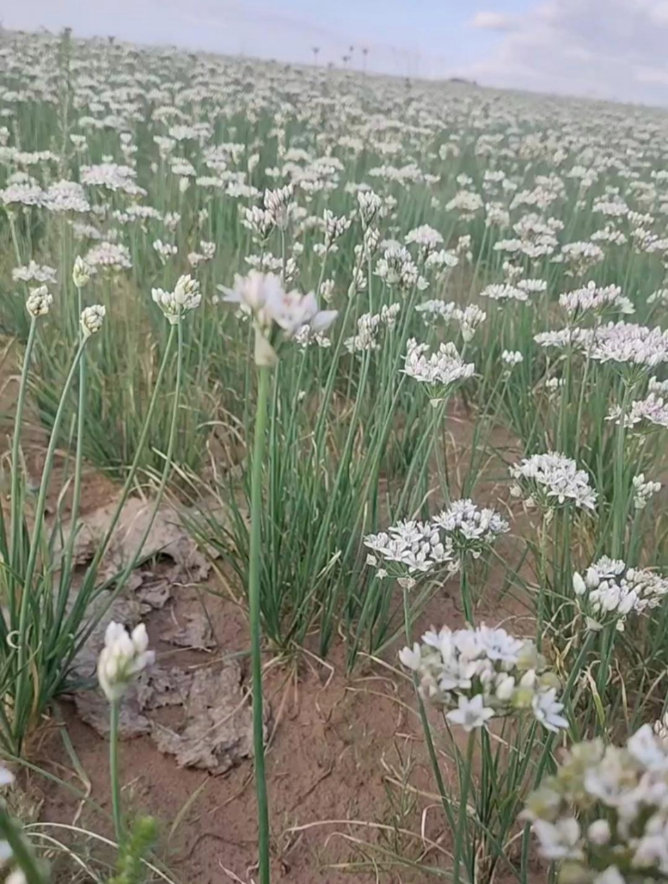 没想到大草原上的韭菜花这么多,摘来回家炒应该可以吃?