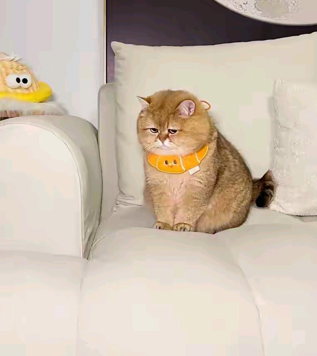 橘猫这是在和主人生气吗?眼里全是委屈和不甘!