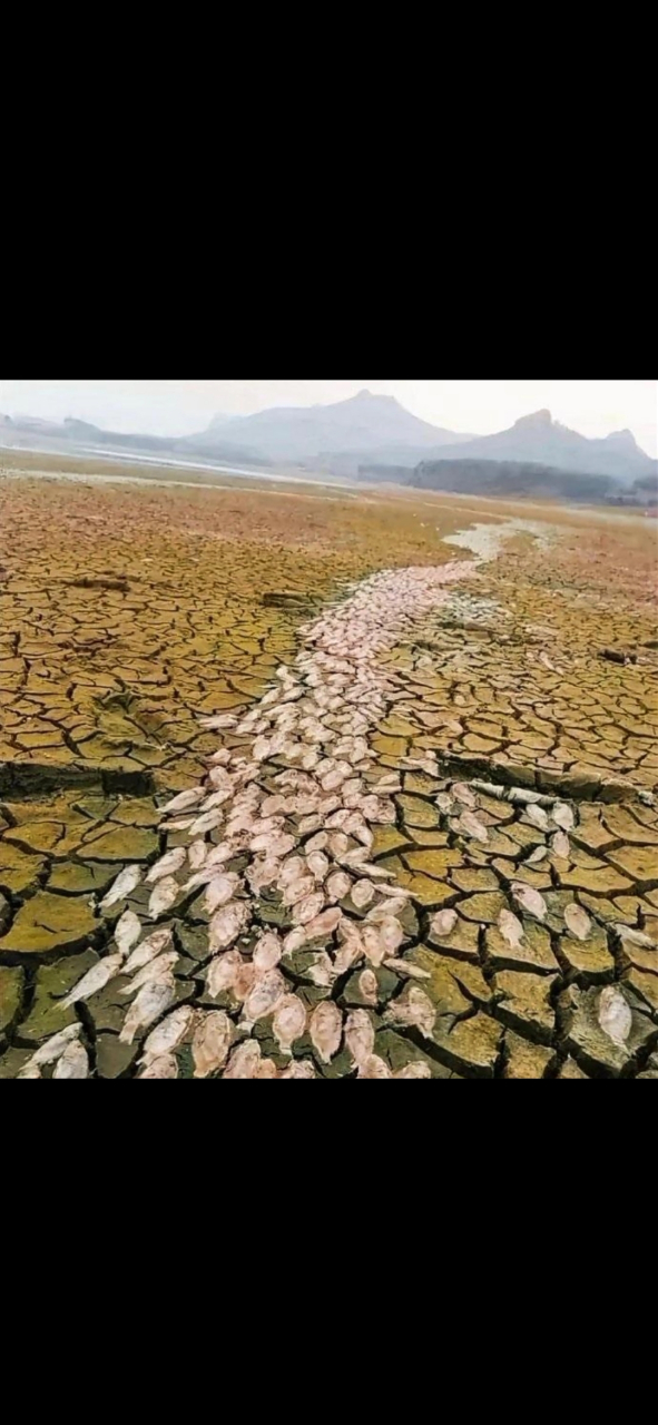 干涸的鱼图片