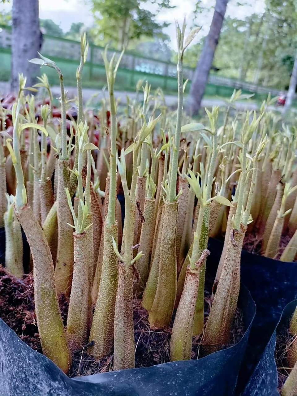 榴莲种子发芽后是这样子的!