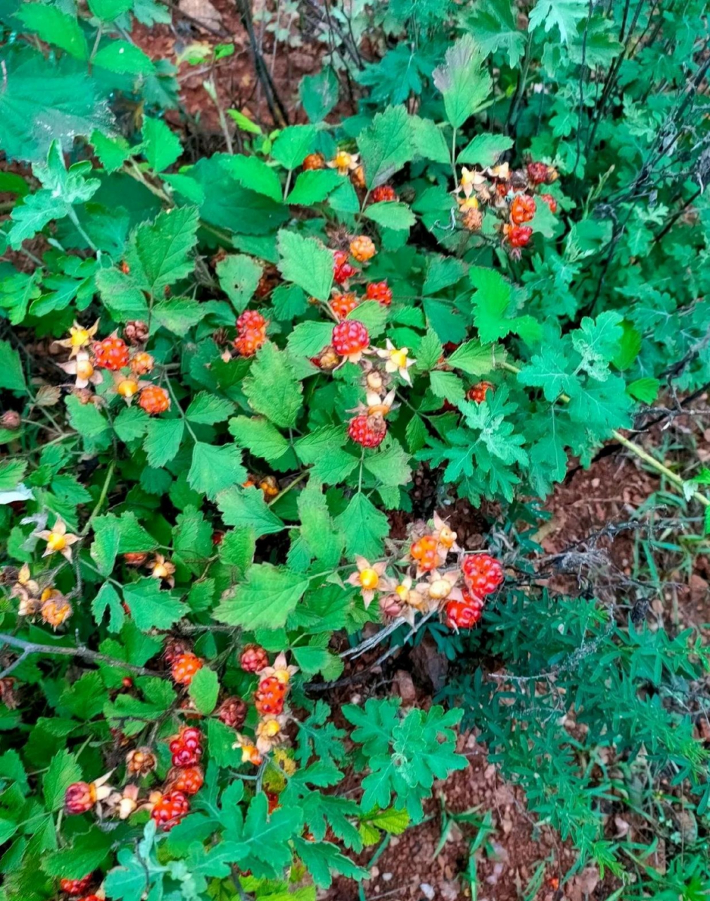 这是我们小时侯吃的野生植物果果,叫它刺莓莓,你们呢～?