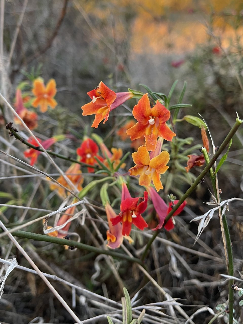 今日所见野花:圣地亚哥猴花(san diego monkey flower,加州荞麦