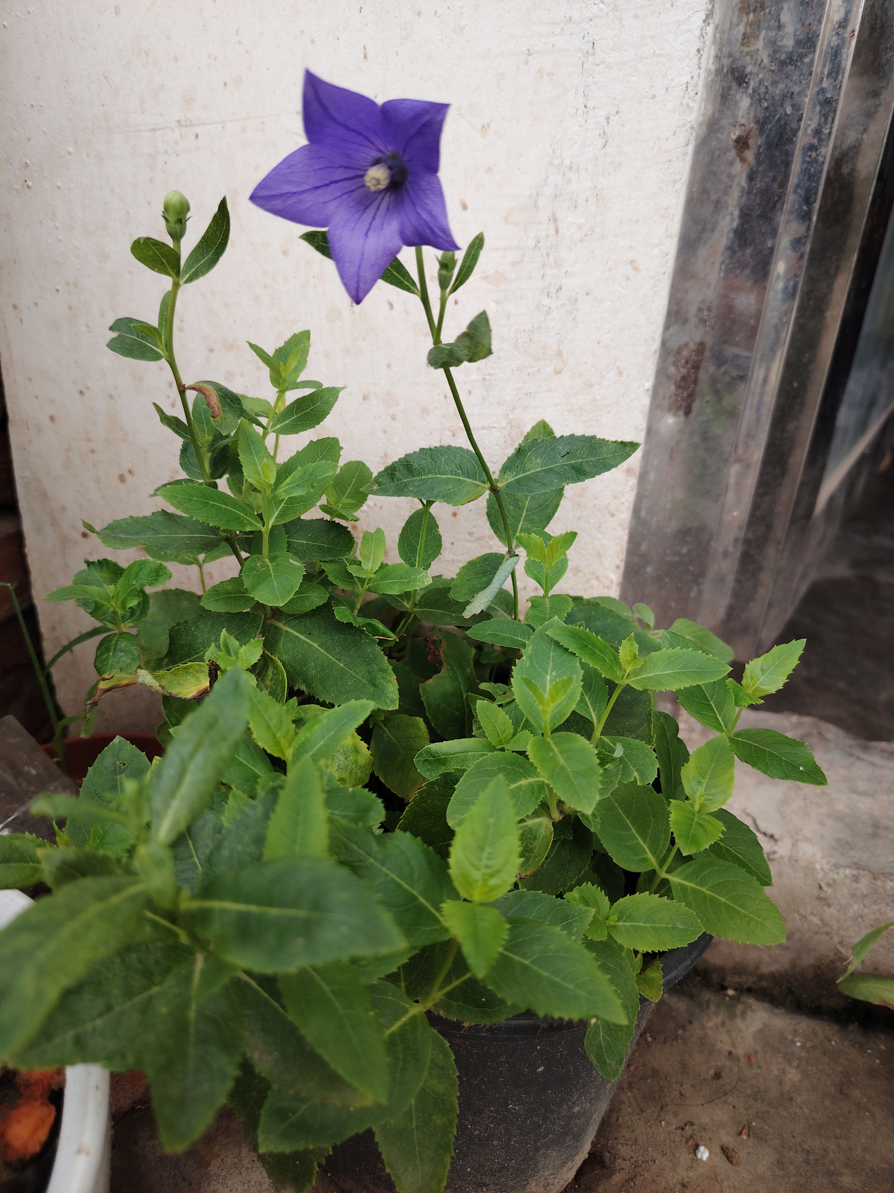 看着这绿绿的小苗,我在网上搜索了桔梗花的花苗,根本不一样,一度认为