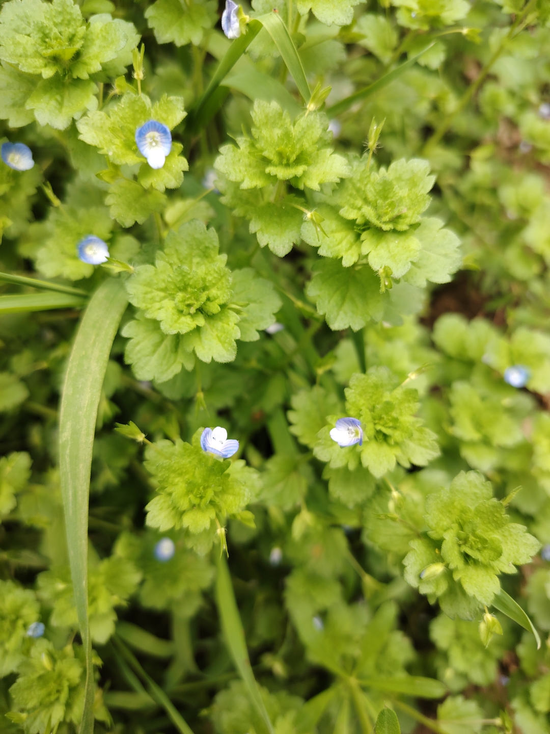 路边的野花,蓝色的,小小的像繁星一样美丽