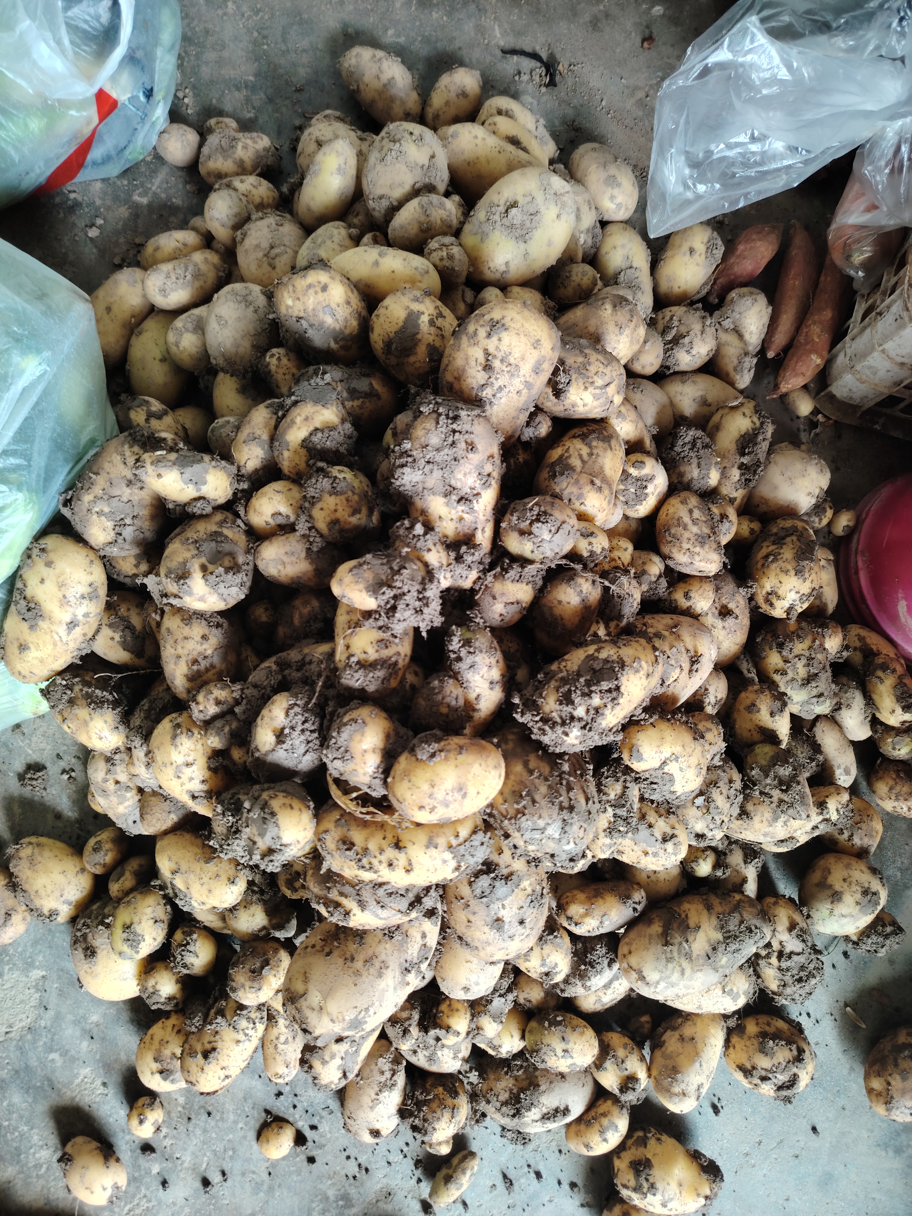 土豆的吃法也很多,推荐几种我们家常吃的做法.  1.