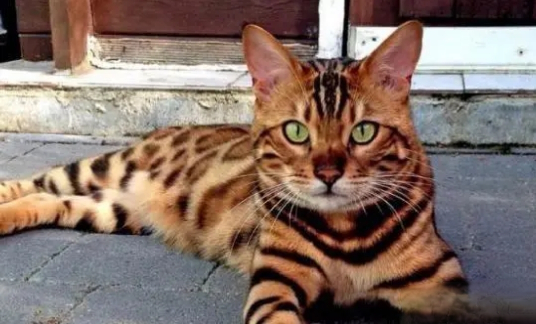 这个猫咪是我见过最帅的人见人爱的猫咪.