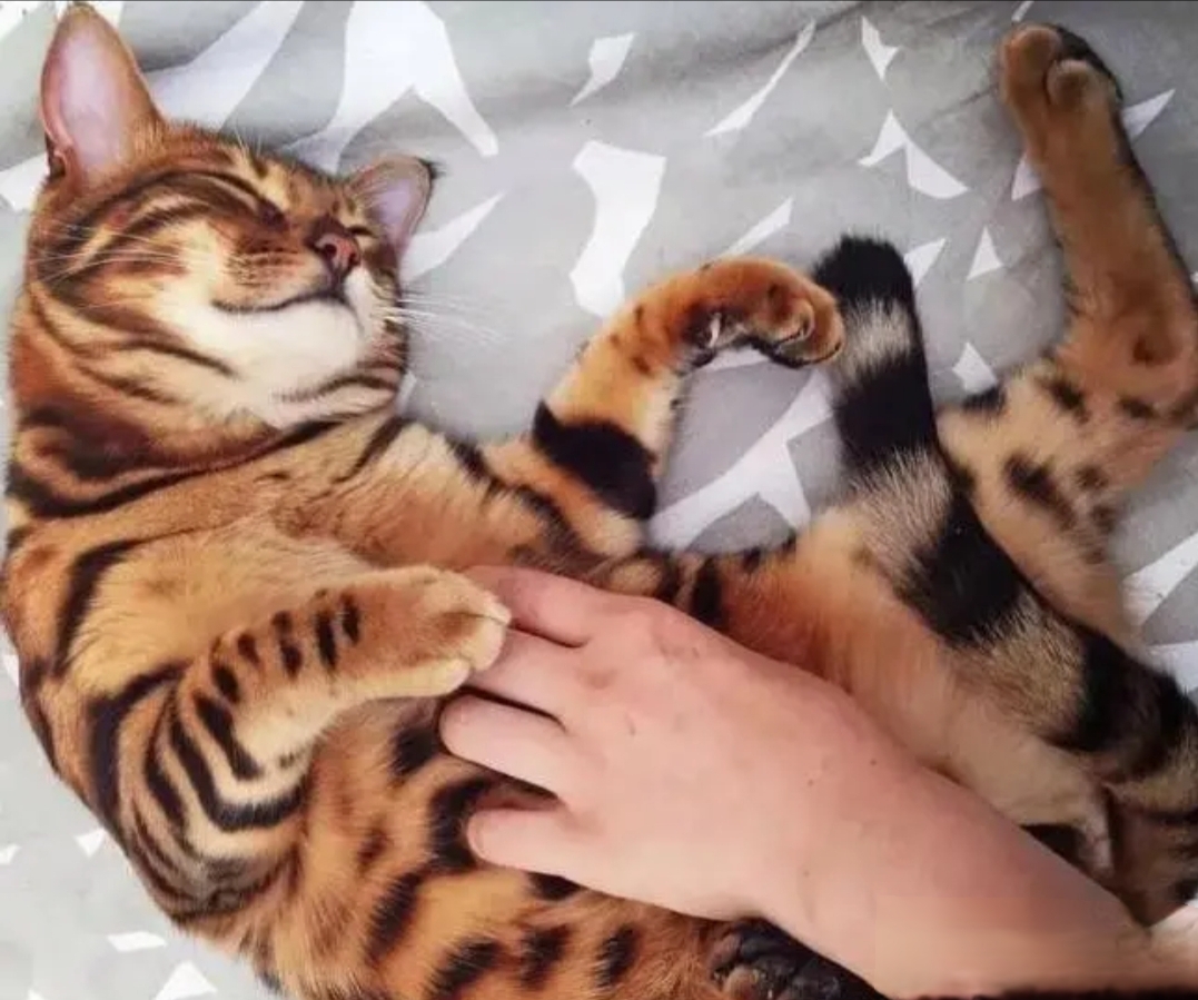 这个猫咪是我见过最帅的人见人爱的猫咪.