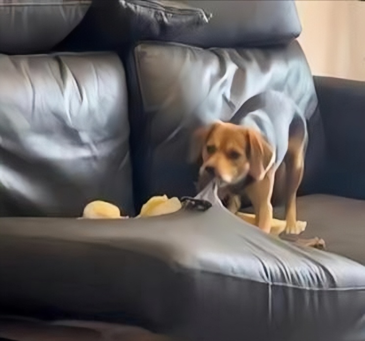 就差点被气背过去,我想问问大家有没有什么好的办法,不让小狗乱咬东西