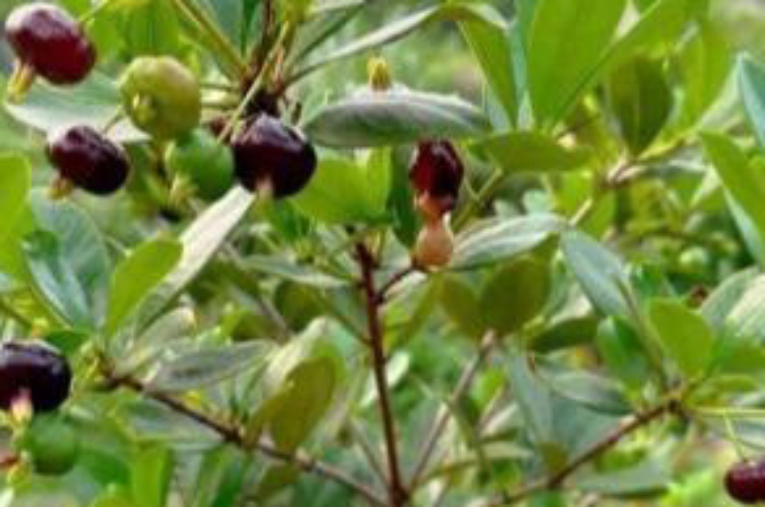 今天跟朋友爬山,看见这果树上的果子,好像跟田里的马蹄似的!