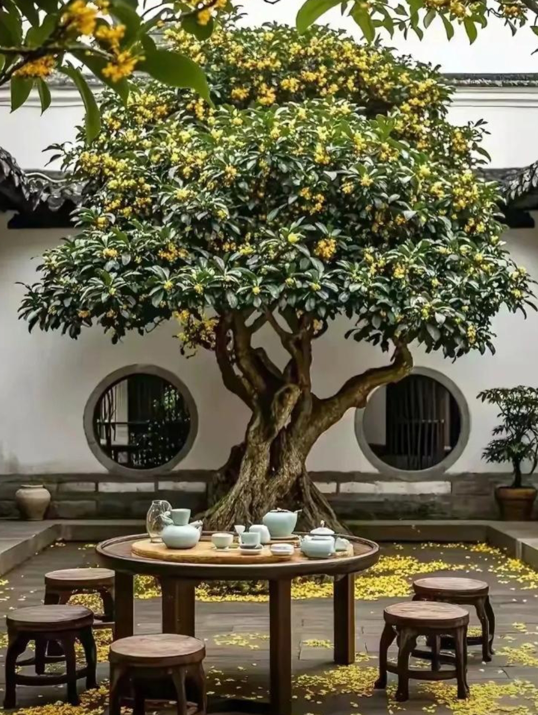 他瞅见我院子里那棵长得旺旺的桂花树,立马皱起眉头,说院子里种桂花树