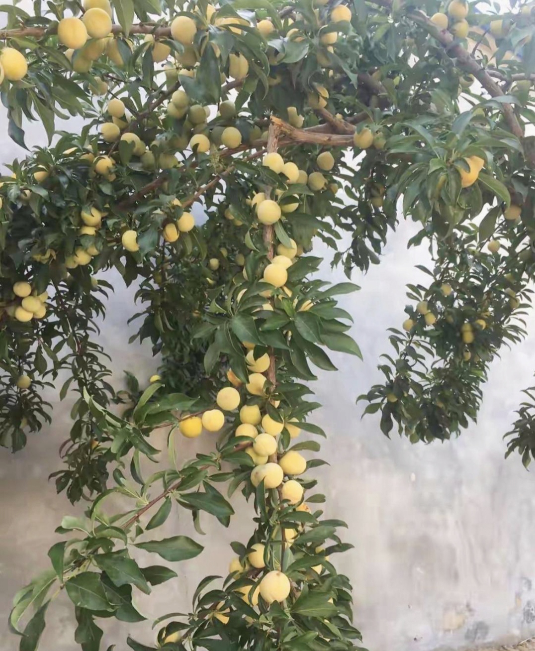 我家李子树,结的果子确实多,都把枝条压弯了,这可是我爷爷种的李子哦!