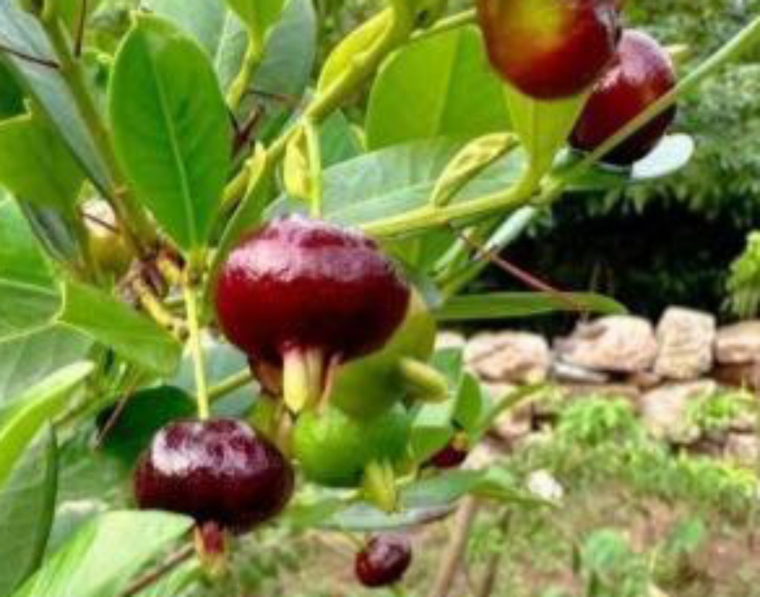 今天跟朋友爬山,看见这果树上的果子,好像跟田里的马蹄似的!