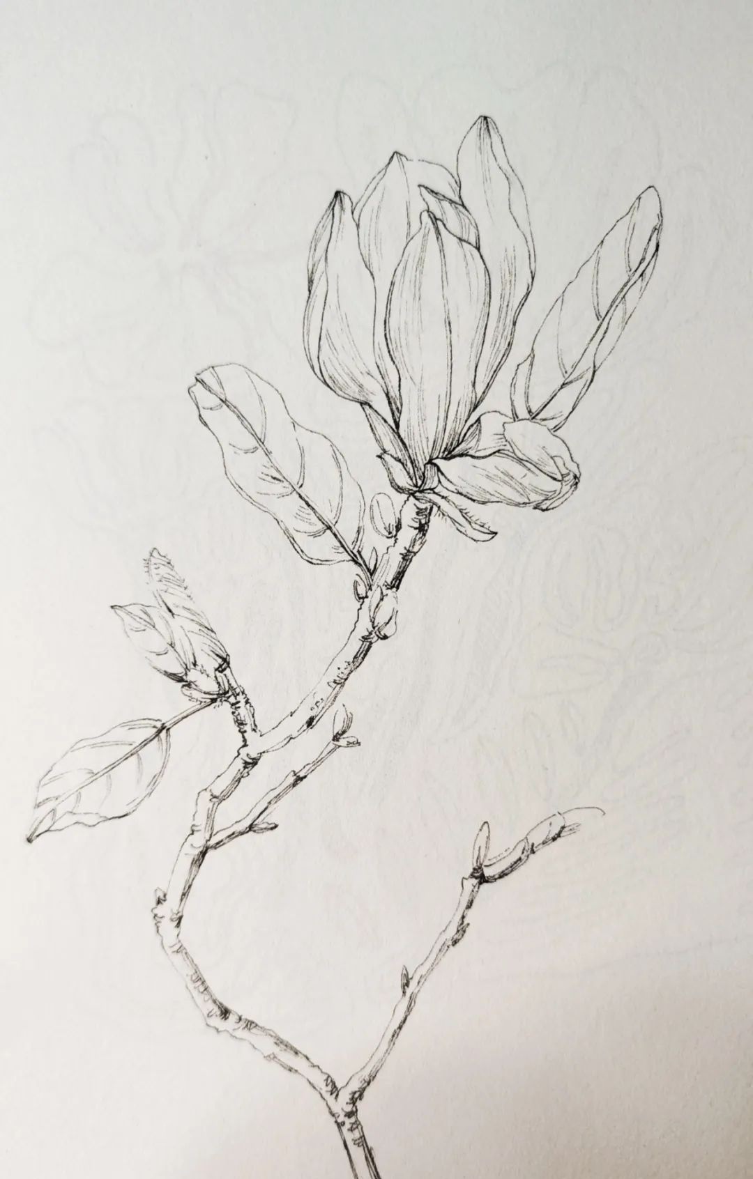 奔赴春天的旅行#【四月季钢笔画作品来打卡花卉篇——玉兰花作品】一