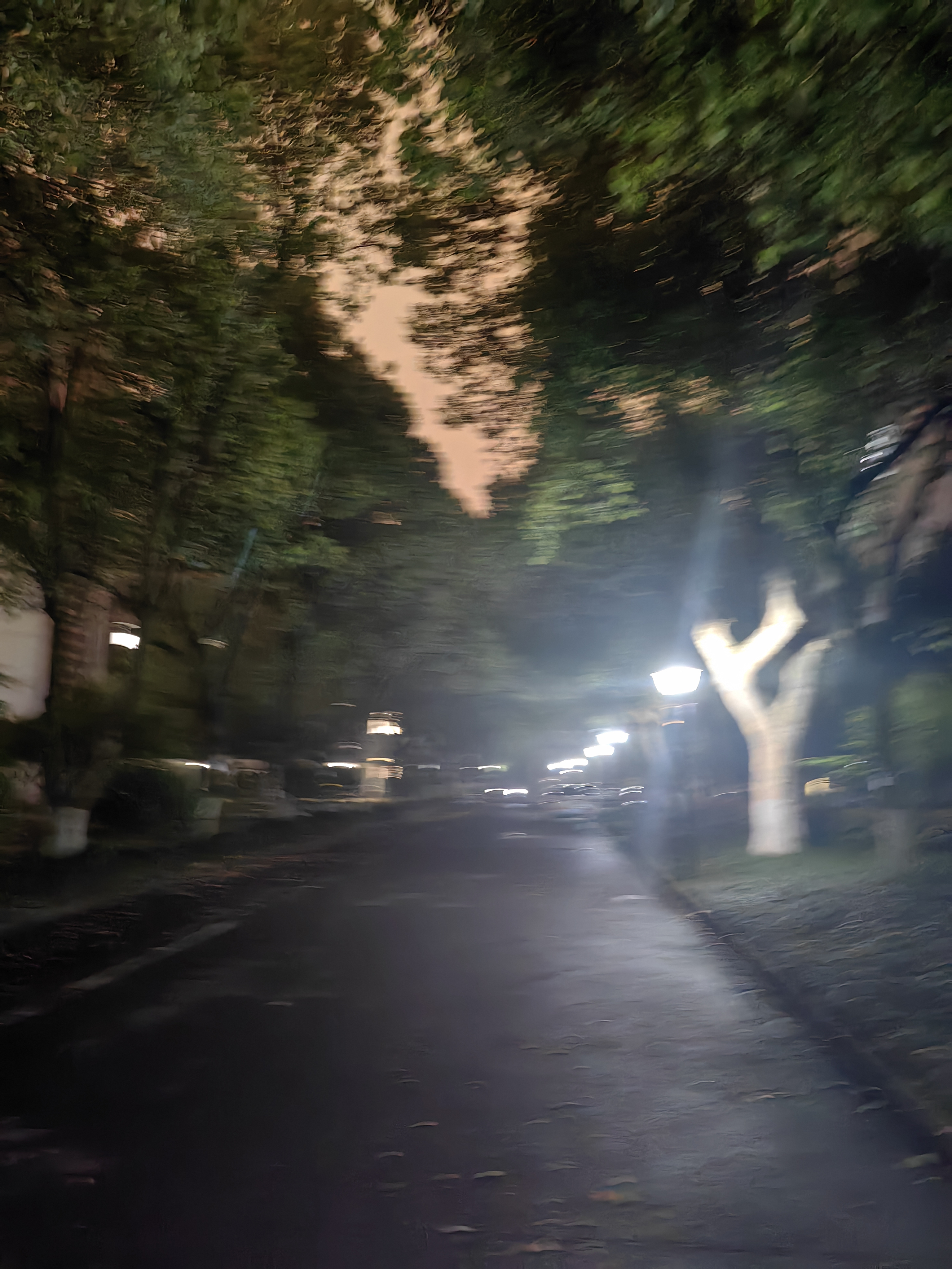 夜晚,香樟树在静静地开花  夜幕低垂,香樟轻语, 繁花似梦,月影轻舞.