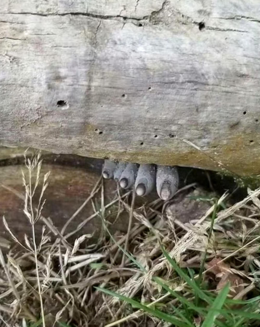 吸引了你目光的东西叫 ,多形炭角菌.一种腐生真菌,俗称死人手指.