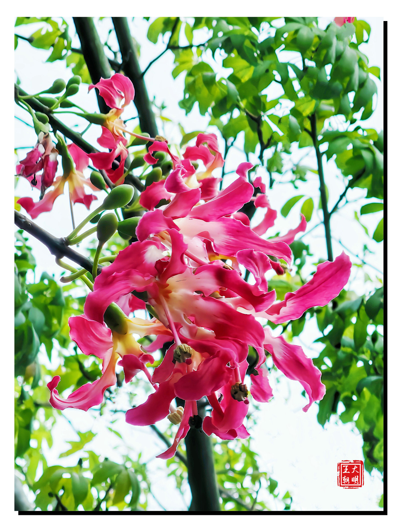 没什么事,发个图,告诉你海南的美丽异木棉开了[开心]#摄影爱好者联盟