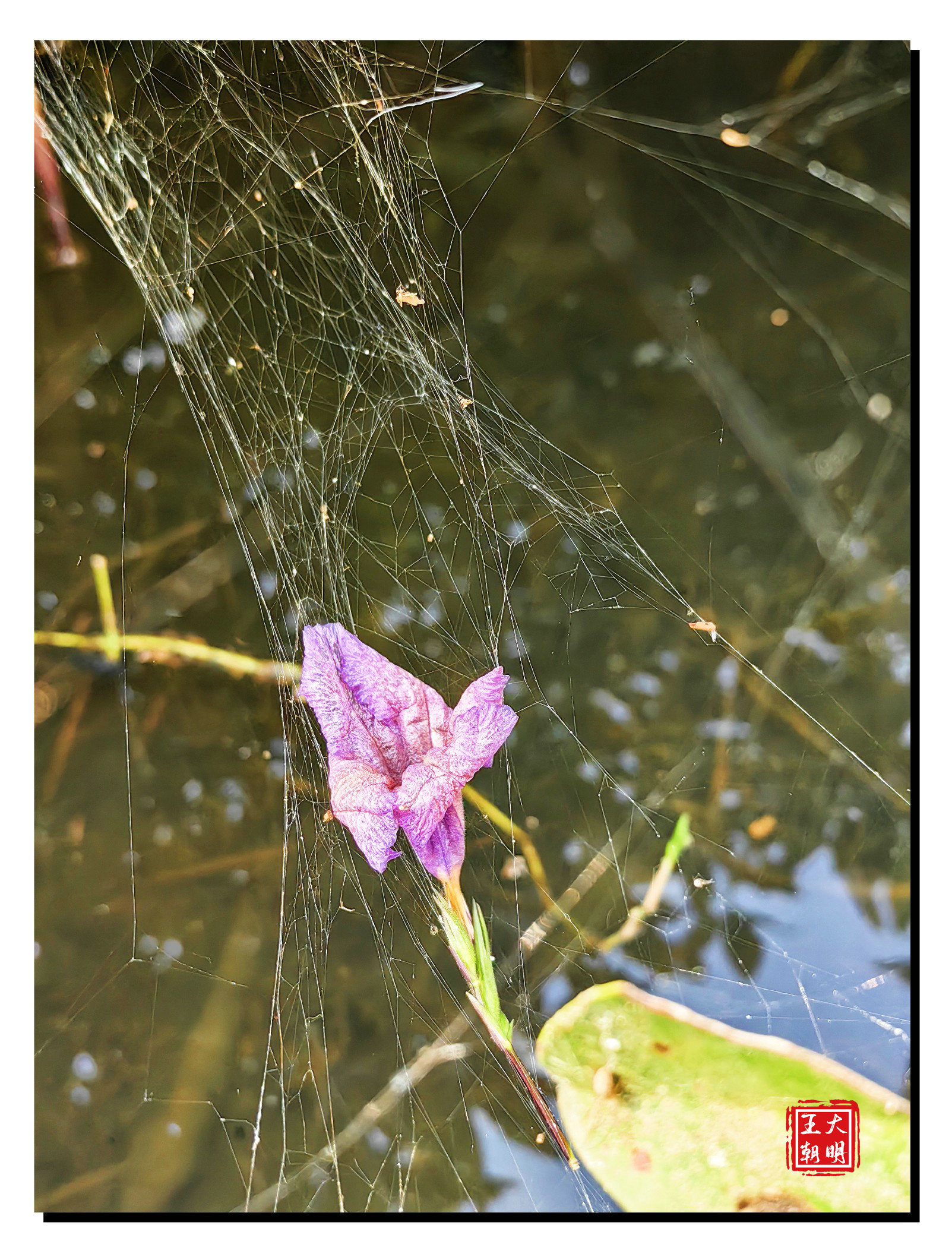 蜘蛛拉起吊床 招揽游客 花   一躺不起 风   摇不醒她
