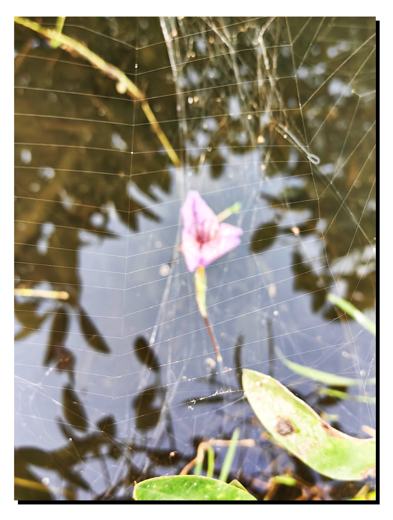 蜘蛛拉起吊床 招揽游客 花   一躺不起 风   摇不醒她