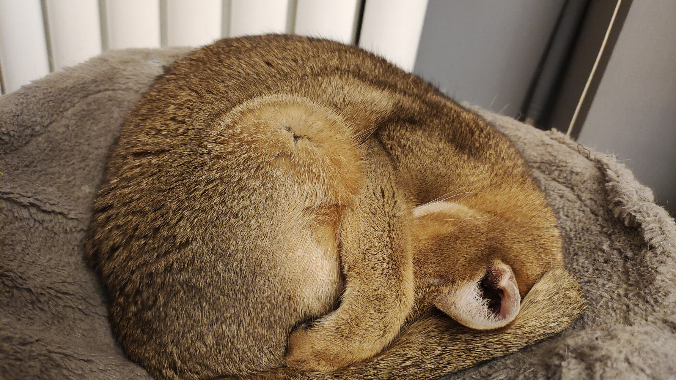 蒙头大睡的猫咪