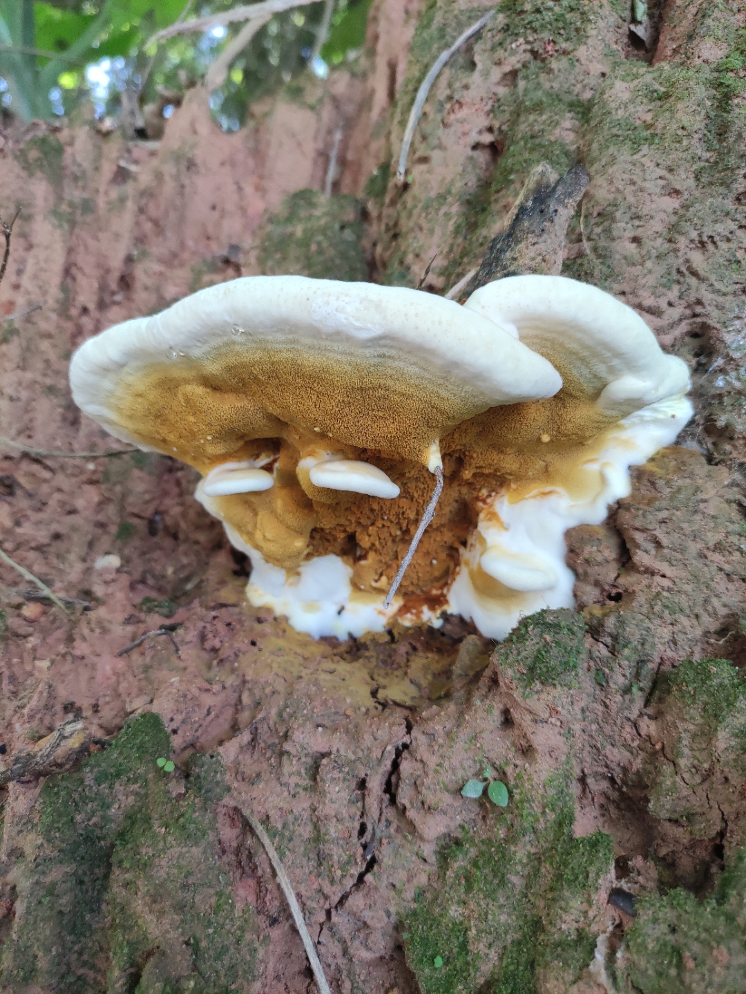 这种菌有哪位认识?能否食用?