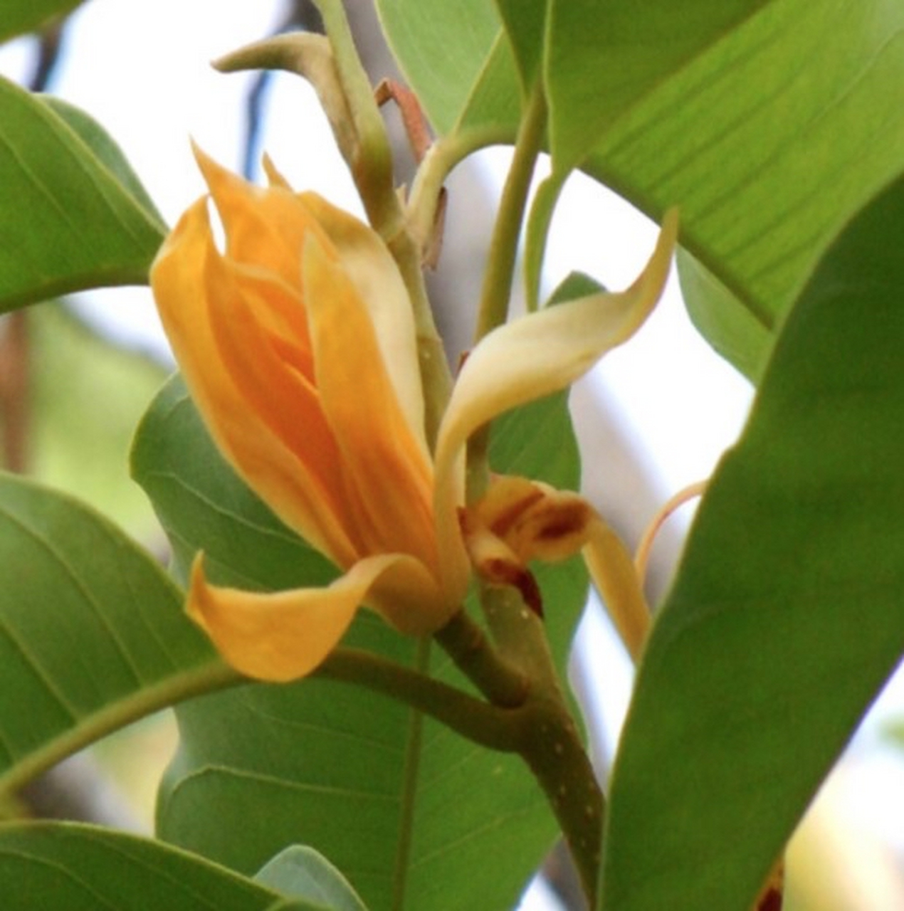 送给你喜欢的人,黄葛兰98最合适不过了 大家送给喜欢的人会选什么花