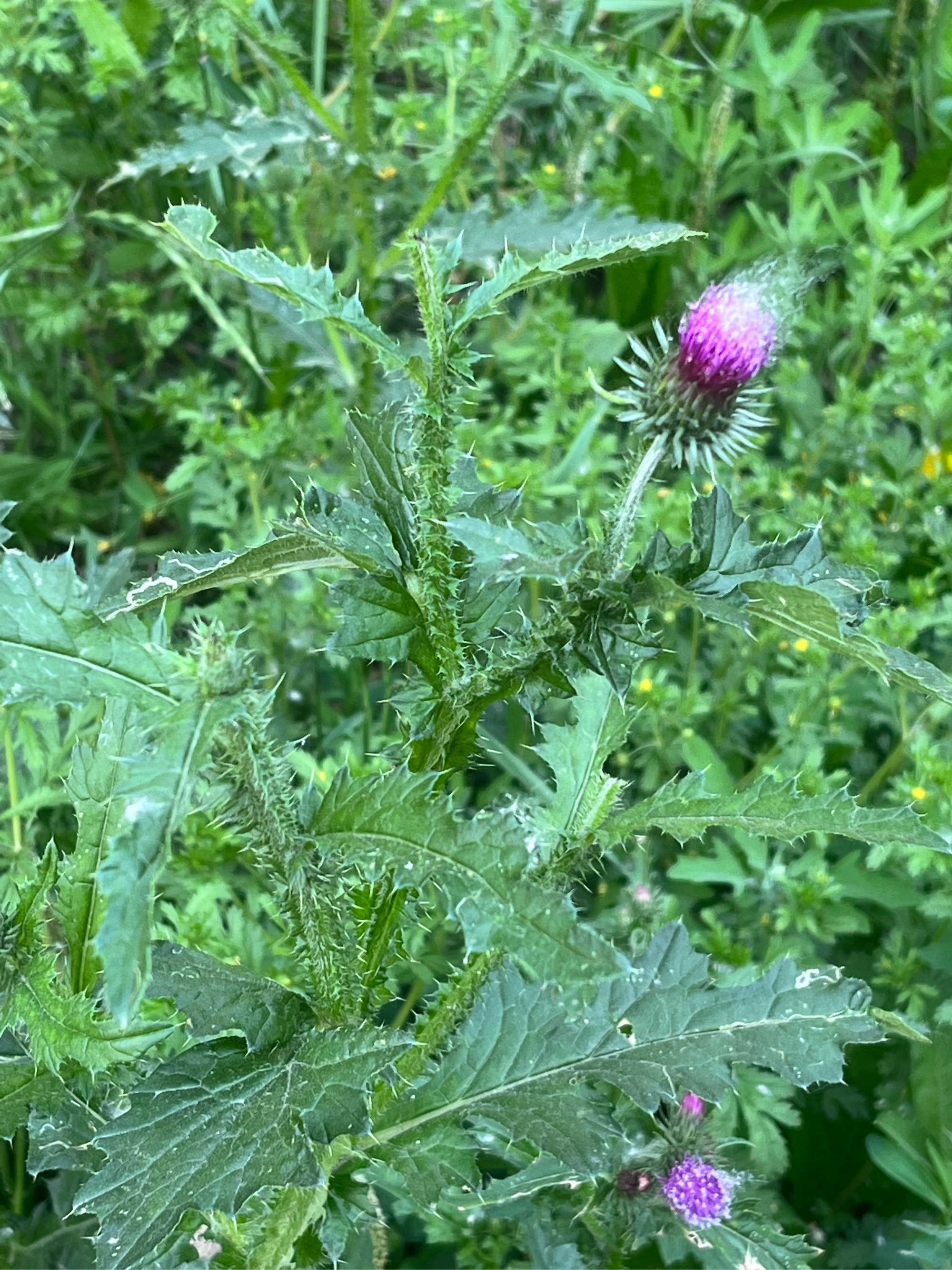 长在农村的42种野菜图片