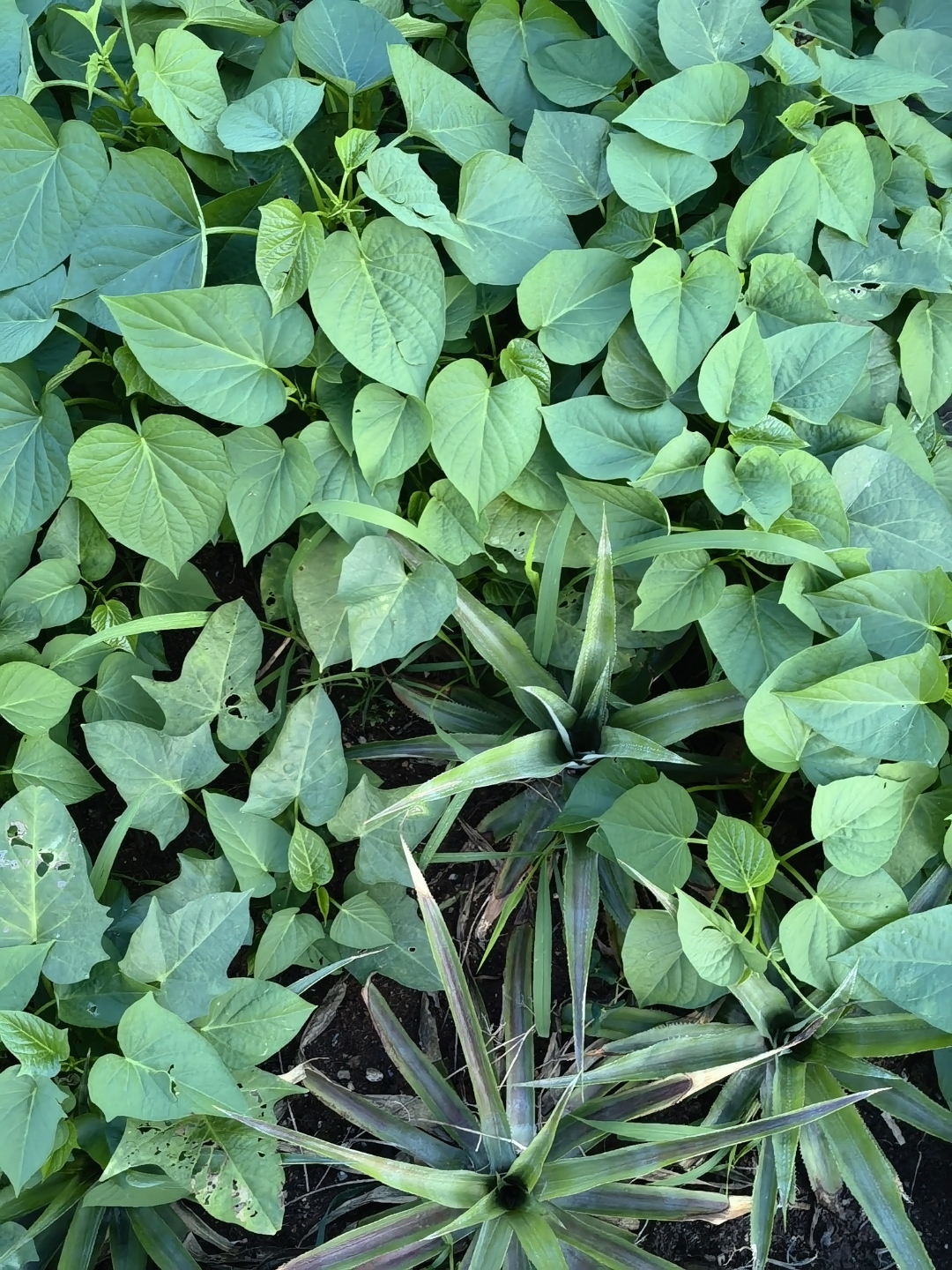 山上的野生番薯和野菠萝长得很快,不知道这个番薯叶好不好吃