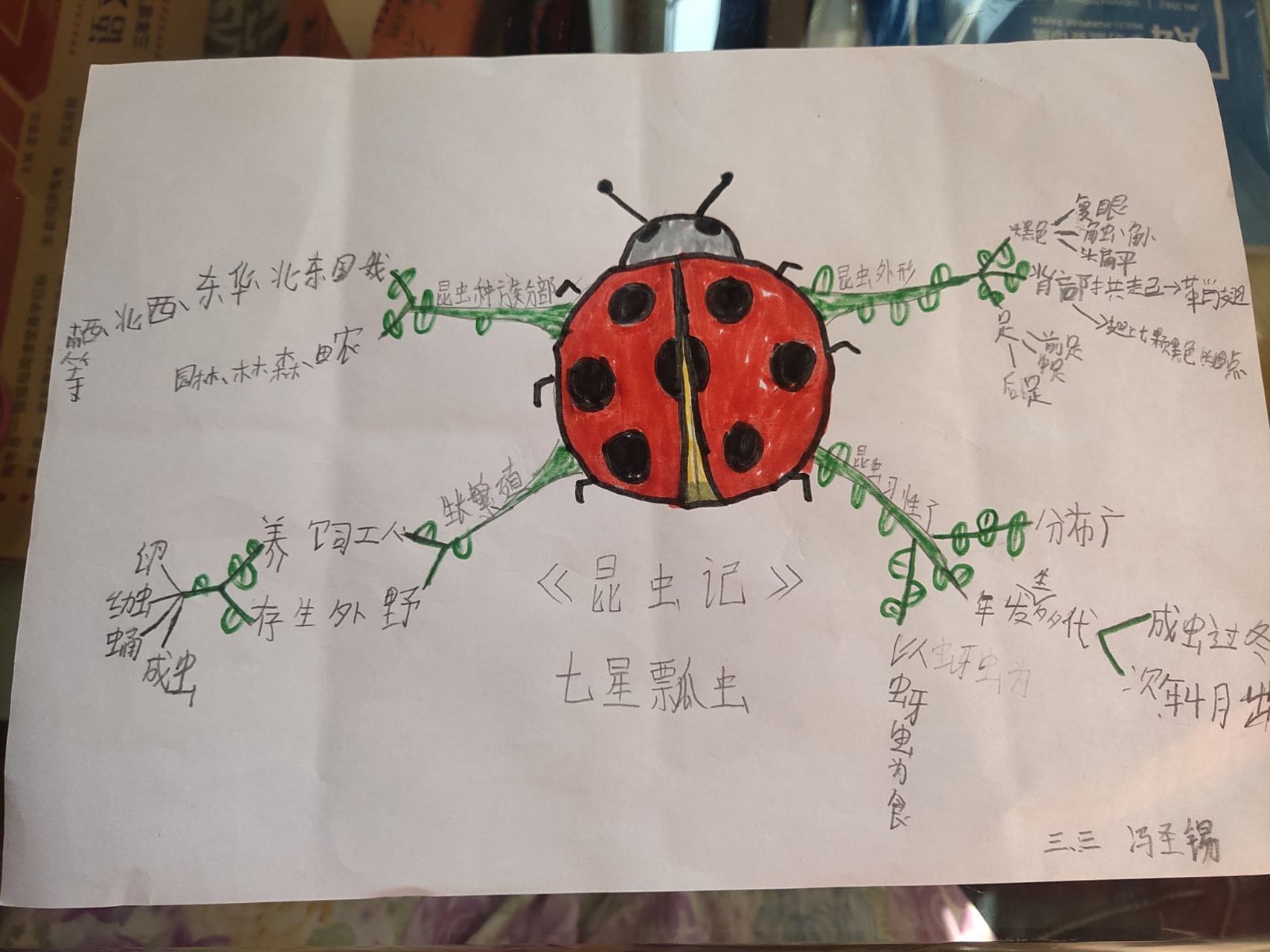 七星瓢虫的思维导图