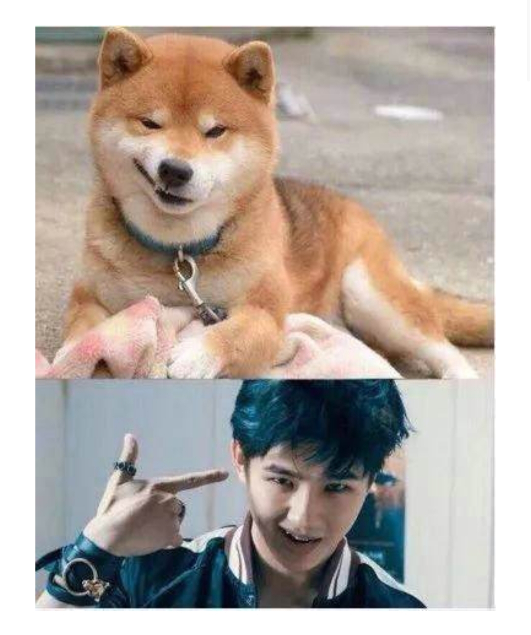 明星与狗撞脸