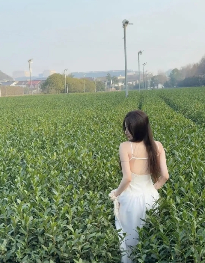 绿茶可清火 美人抚人心