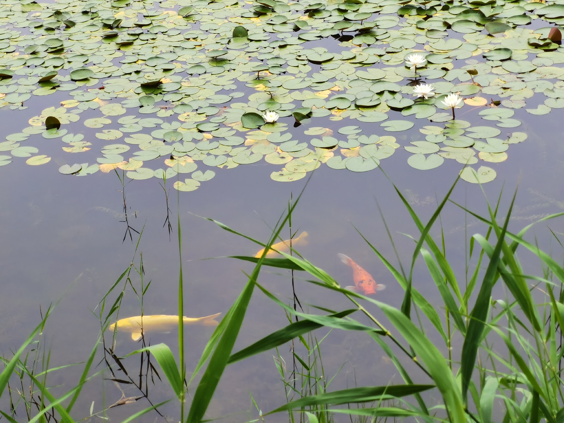 一汪碧水降酷暑,鲤鱼戏莲游人醉