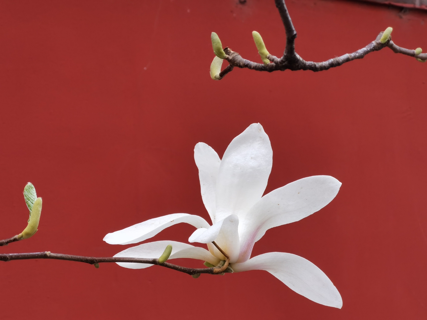 昨天在戒台寺拍的玉兰花,看看是不是有几分意境?