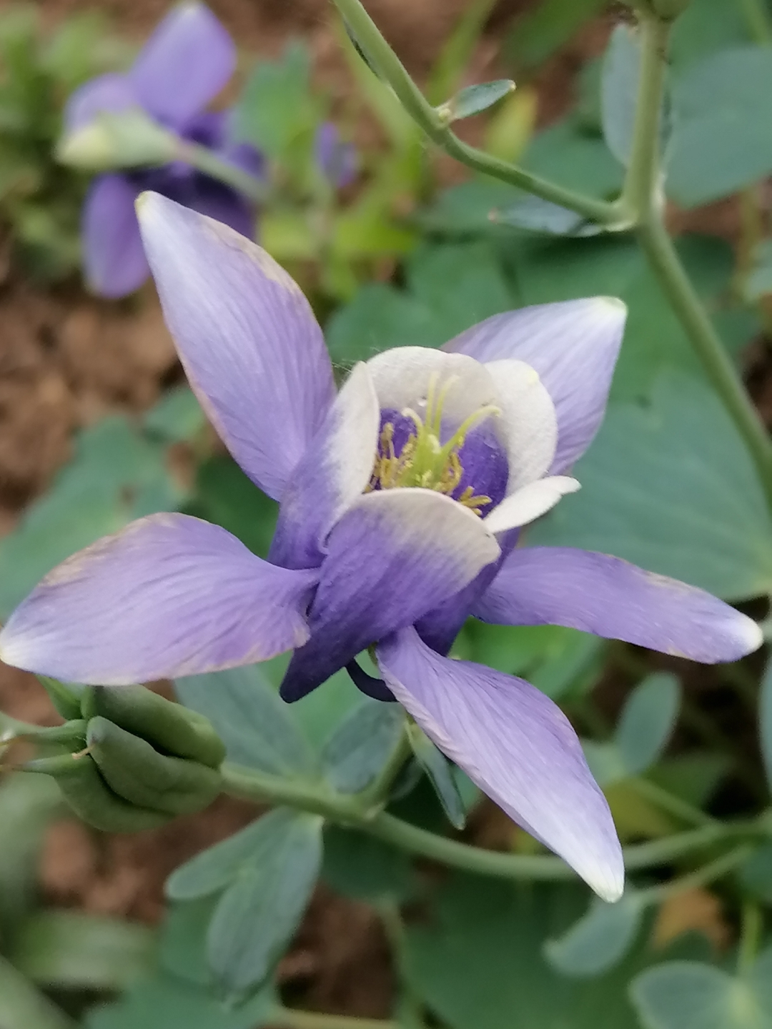 耧斗菜 猫爪花