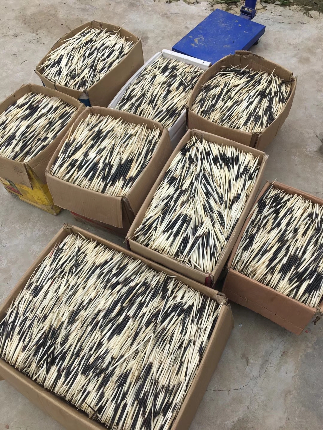 常年大量收售豪猪及豪猪刺,需要的或有货的老板可以与我联系
