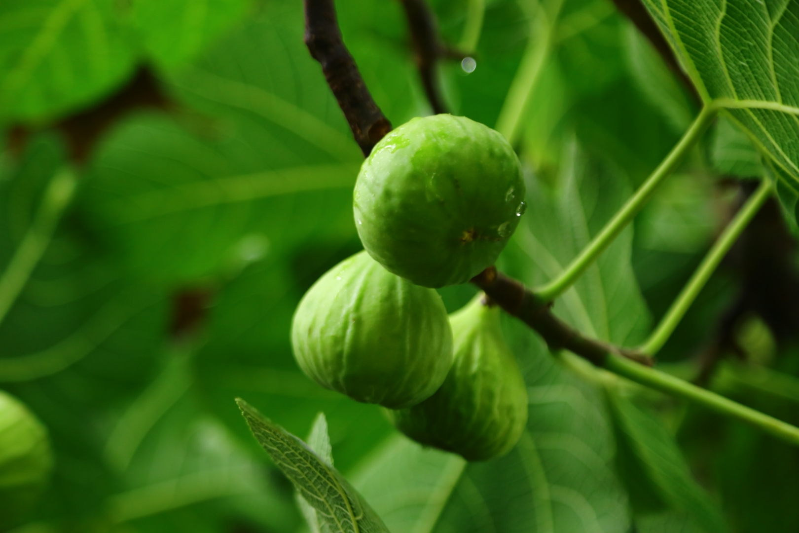 在文山村里常见的青皮无花果,成熟了果皮微黄,甜而不腻,人要是不缚祆