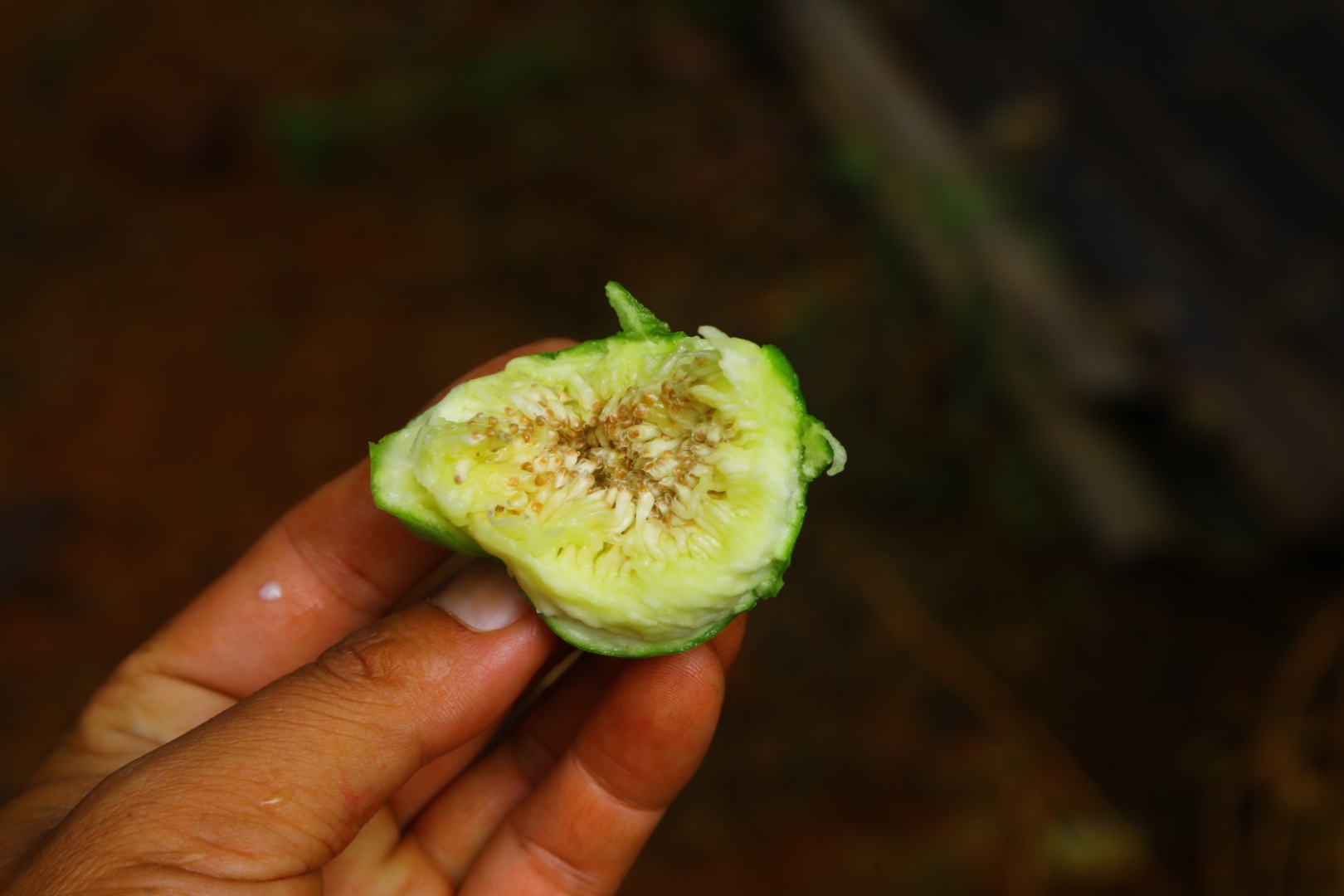 在文山村里常见的青皮无花果,成熟了果皮微黄,甜而不腻,人要是不缚祆