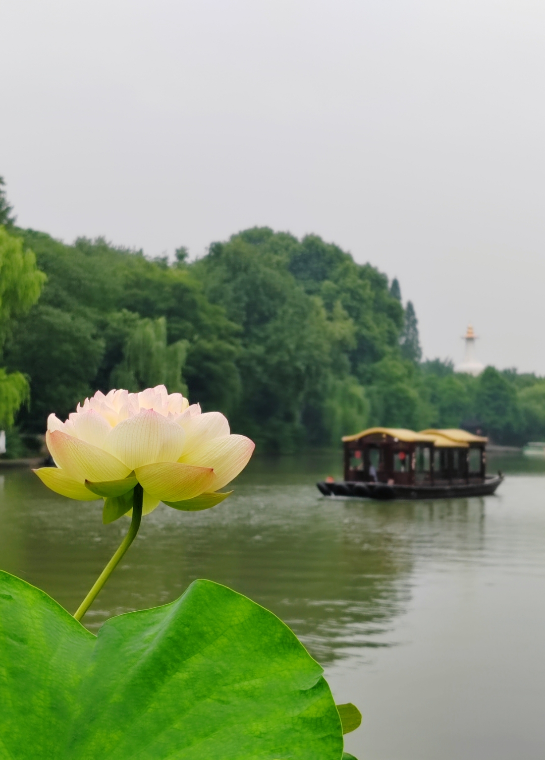 赞美夏天西湖的荷花图片