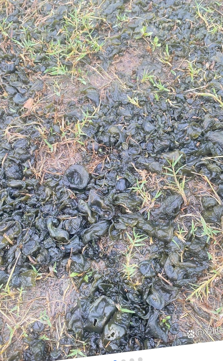 三四月份是吃地衣的好时节.