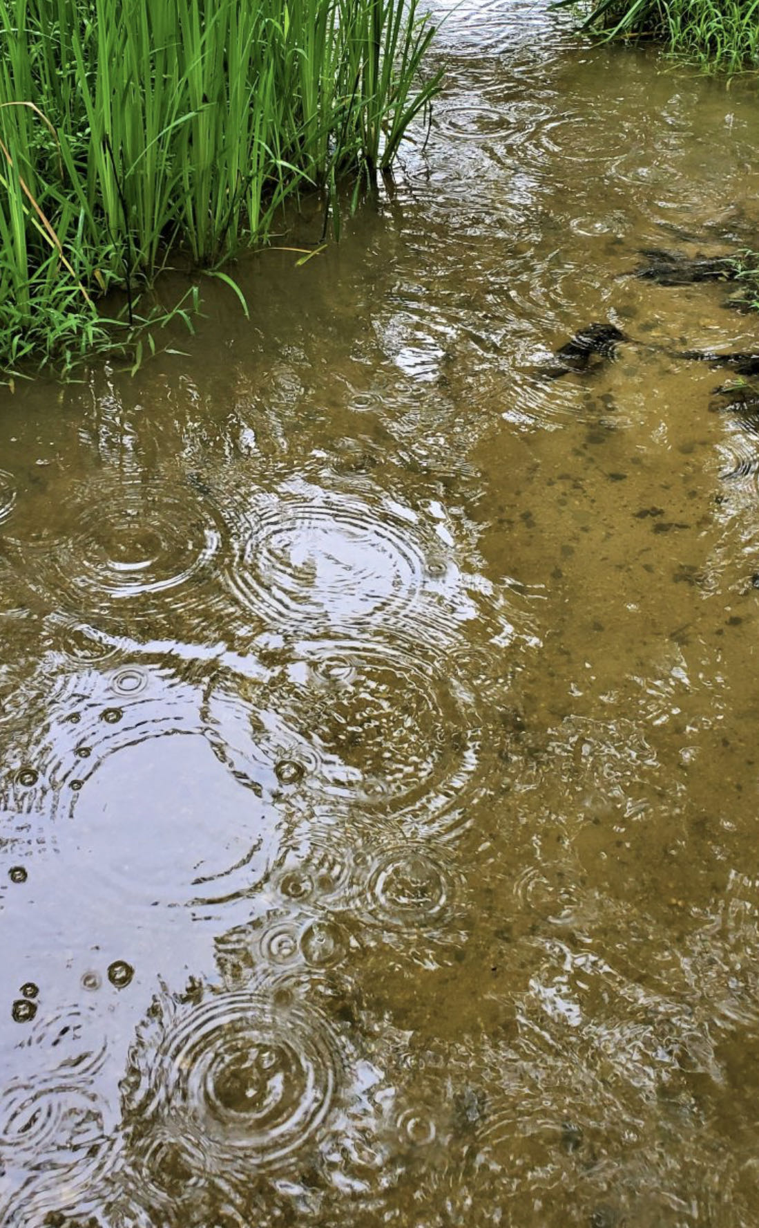 看着雨滴,一边想着雨也是有形状和表情啊,一边看着水滴落下的样子.