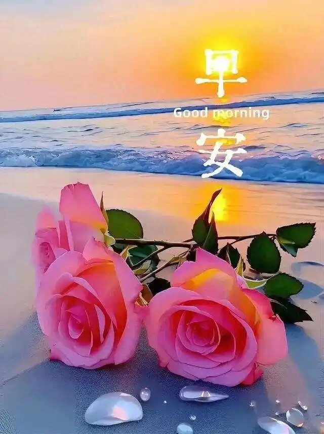 早安,海边的清新早晨,粉红玫瑰见证美好心情.
