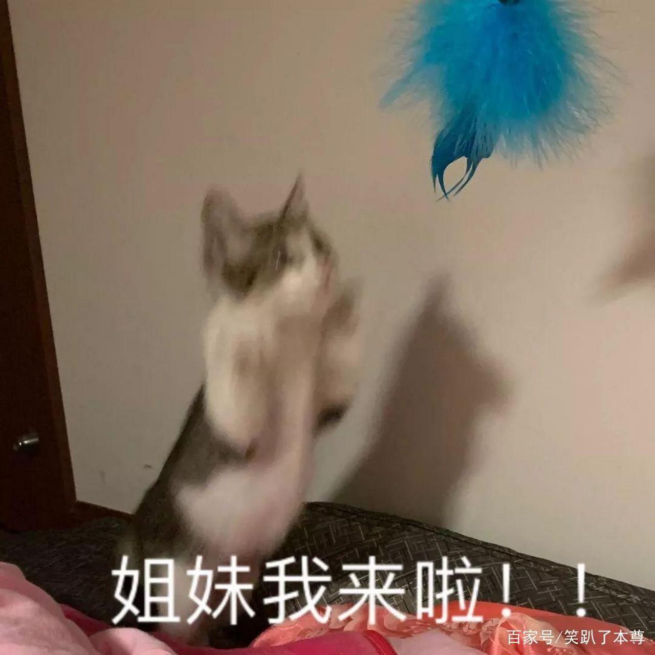 赵俊龙在微博,豆瓣用"岁月致柔"发贴;姜春芳,赵俊龙母子在百度app用如