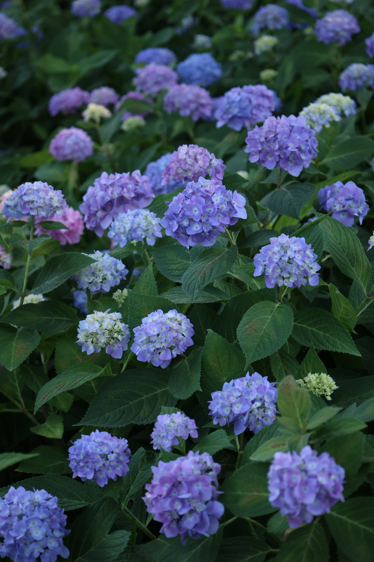 如果我有个小院,一定留一半给无尽夏 我偏爱蓝色,淡蓝,浅蓝,深蓝它们