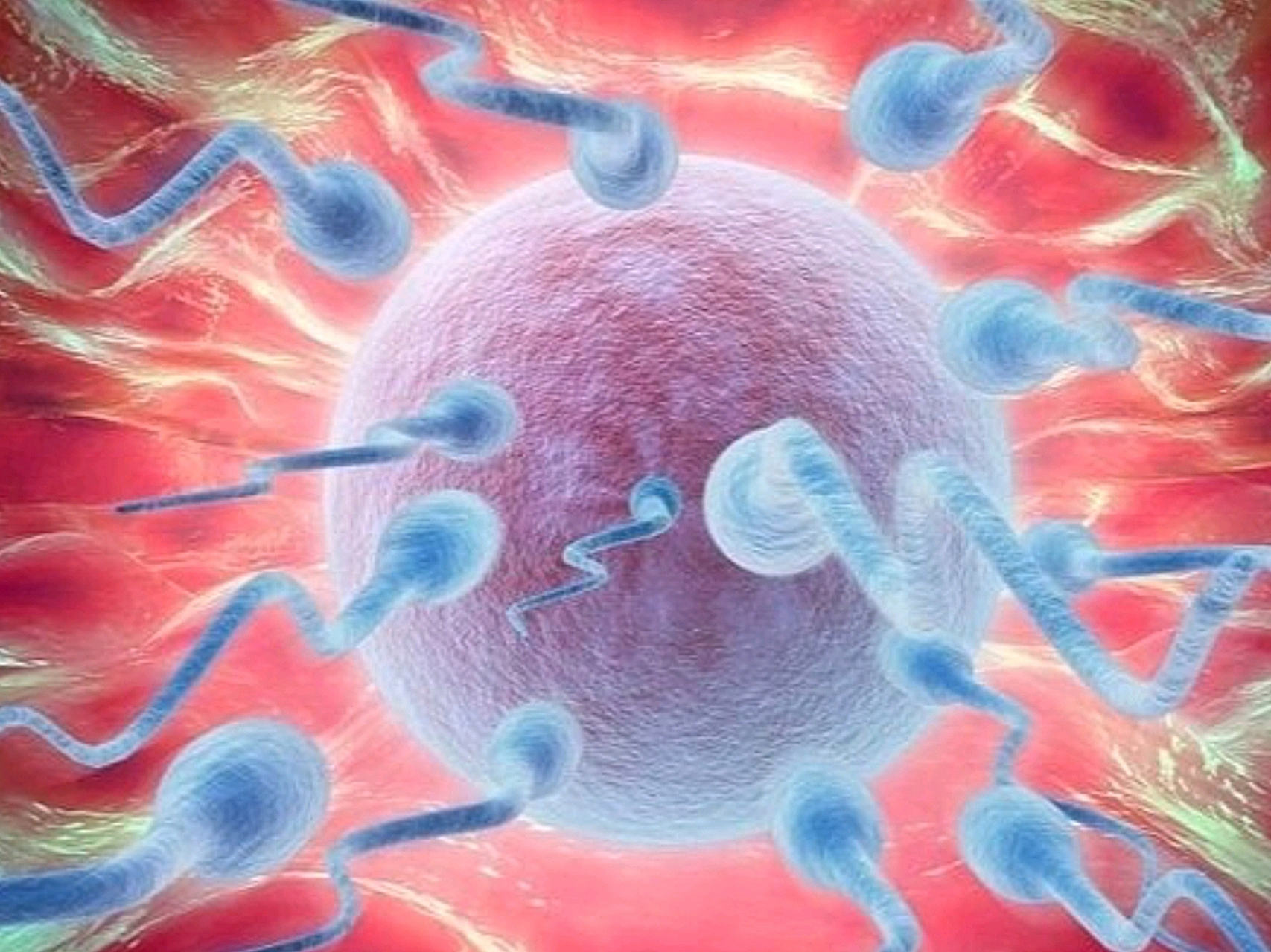 而两个男人无法做试管婴儿,只能其中一人提供精子,另外再寻找一个卵子