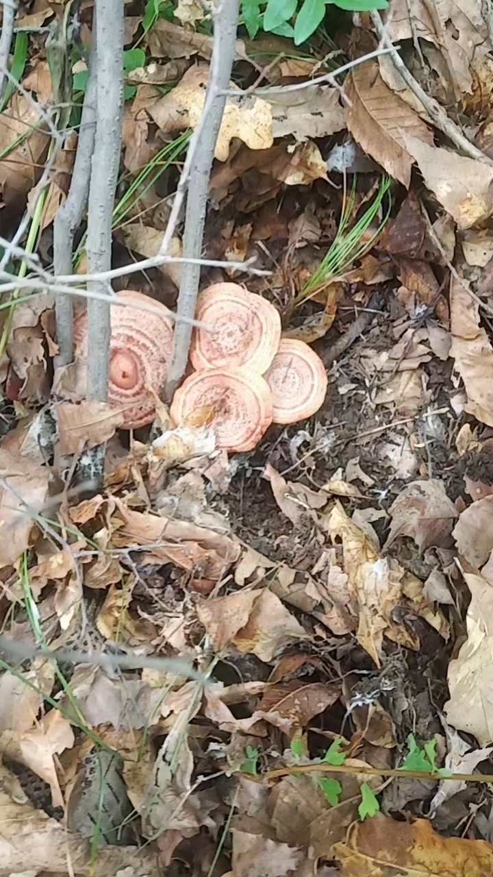 此香蘑并不是我们说的香菇,它其实不是一种炒菜